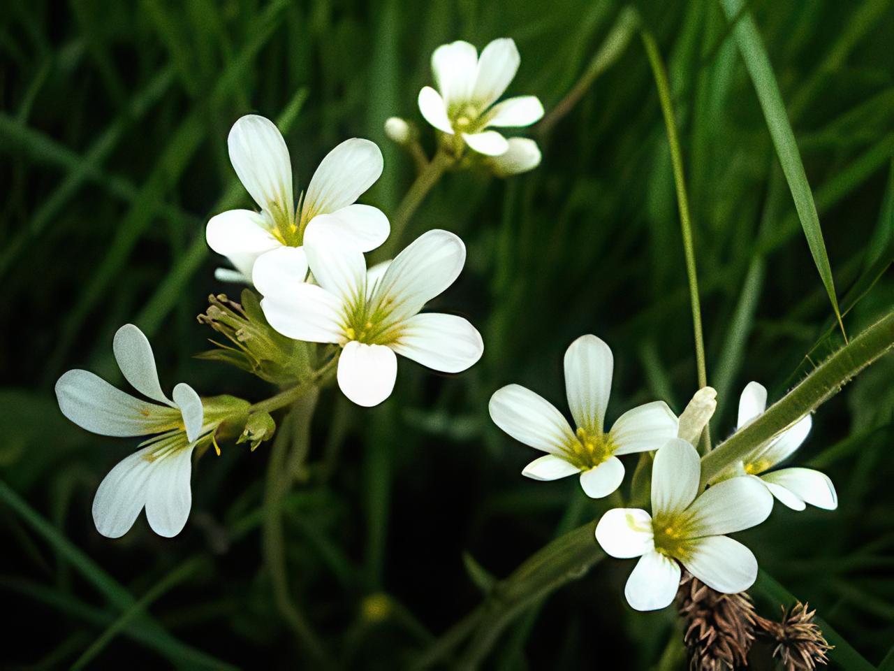 Meadow Saxifrage